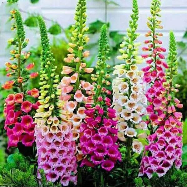 花朵美图｜温柔甜美的初吻、大丽花、耧斗菜花朵合集160张