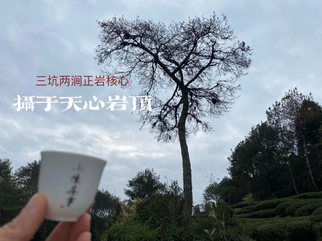 9.9包邮的岩茶买多了，终于被坑出了经验：别相信马头岩只有肉桂