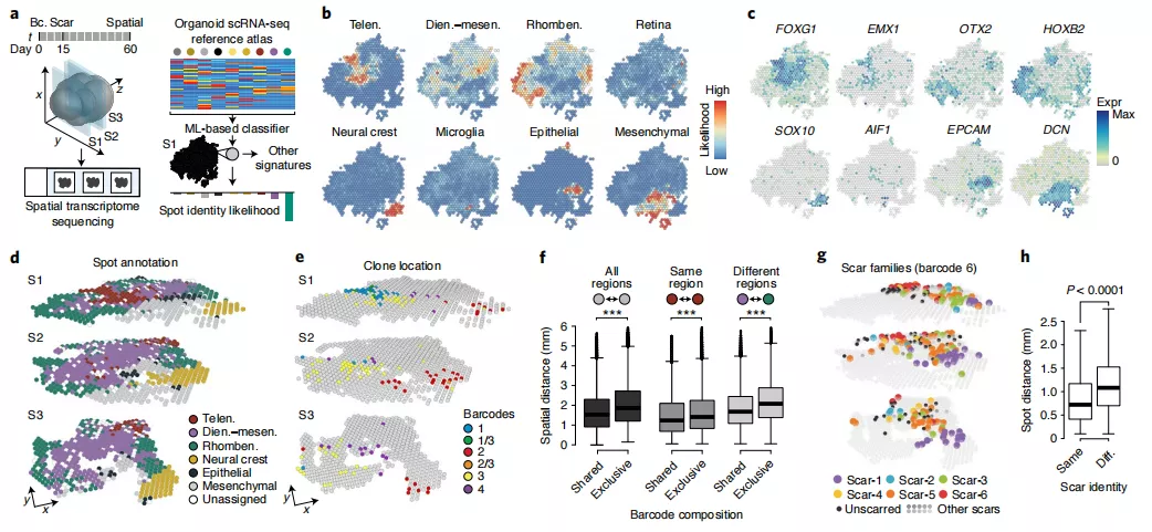 科学家开发谱系记录仪iTracer，可用于所有体外细胞培养系统