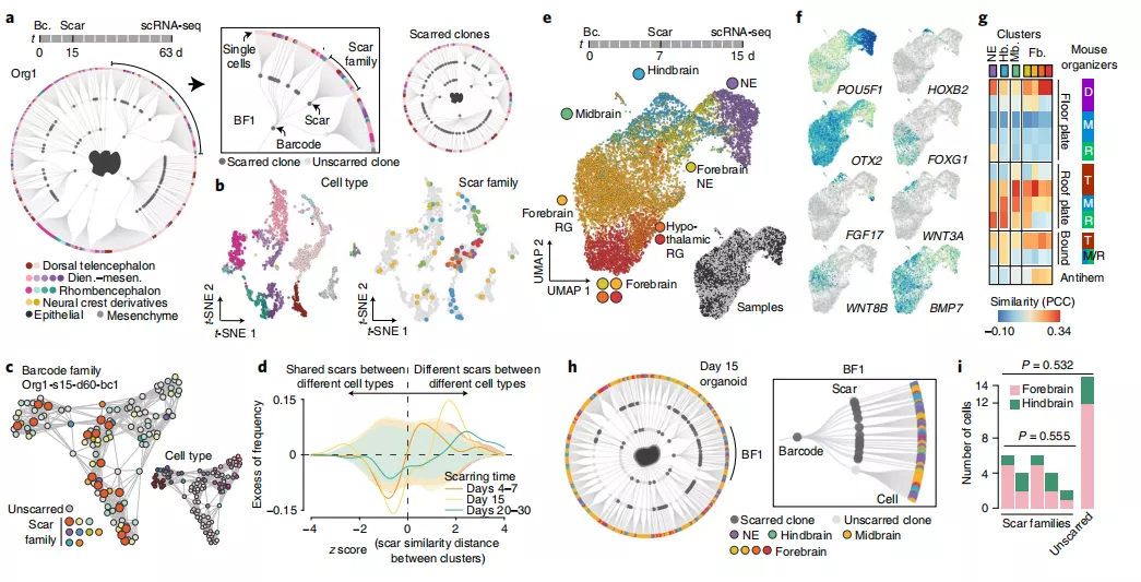 科学家开发谱系记录仪iTracer，可用于所有体外细胞培养系统