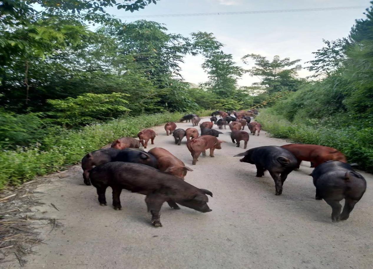 眼光卓远，小小特产也可造福一方