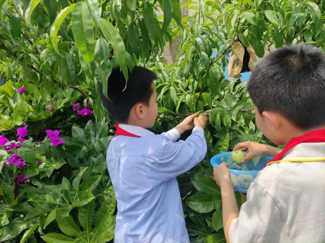 快乐劳动 幸福童年｜记双流区实验小学外国语学校劳动系列课程