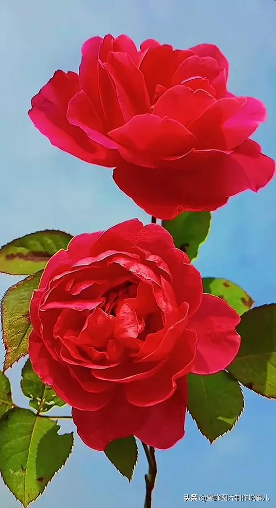 关于花的唯美说说带图片大全配图「搞笑」 _qq说说网