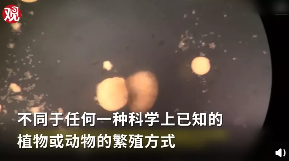 全球首个活体机器人可自我繁殖！当机器有了繁殖能力还是机器吗？