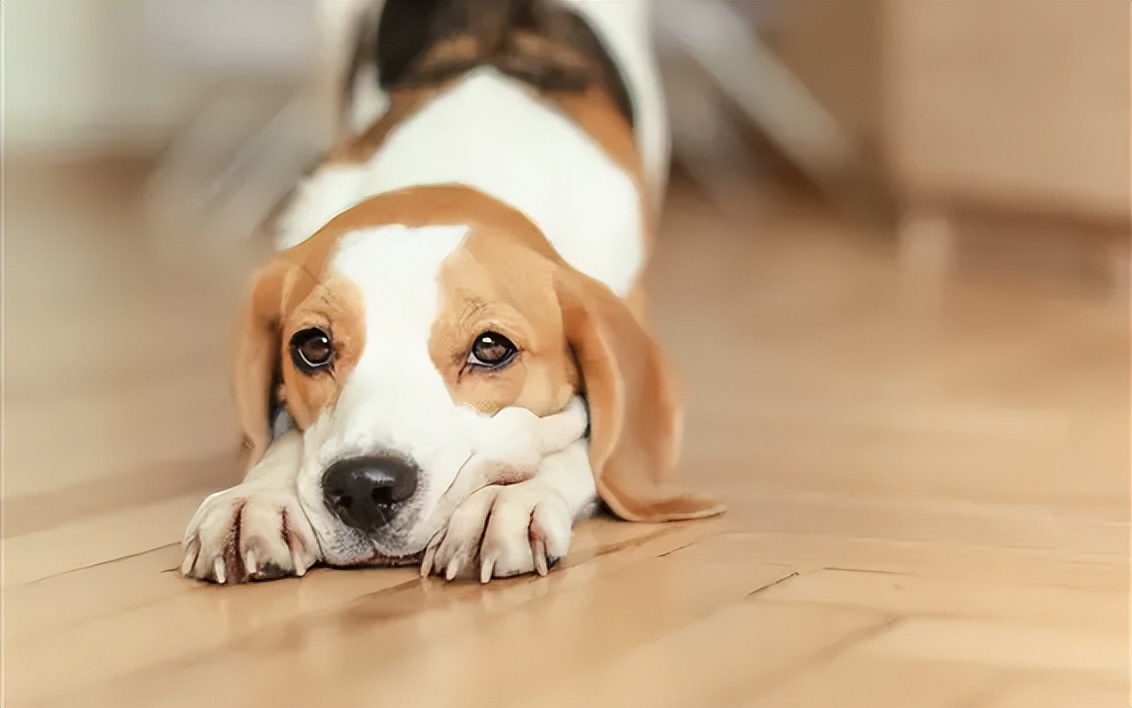 狗狗“伸懶腰”的含義，你全都了解嗎？