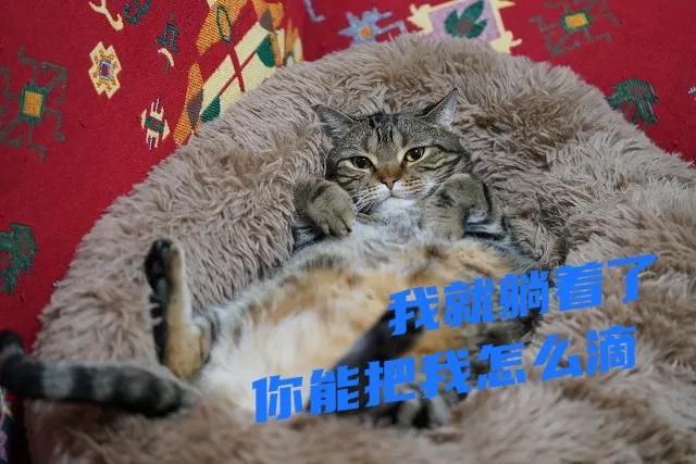 最新網絡用語 絕絕子 內卷 躺平 佛系 雙擊666 等等都是什么意思？