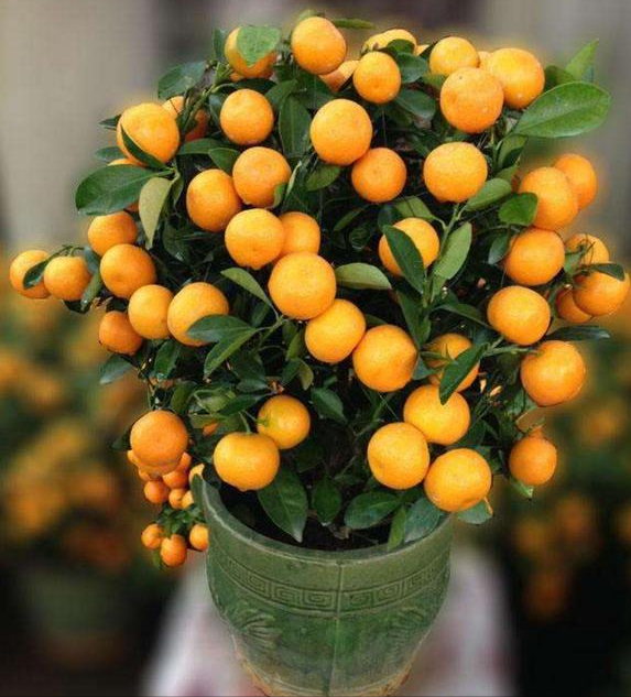 金桔,是很多地区流行的年宵花之一,因为"金"代表钱财,"桔"字带"吉",有