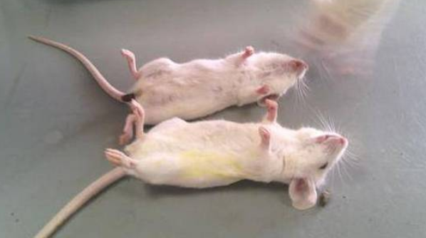 眼镜王蛇：体长可达5.5米，毒性极强，咬伤致死率最高。