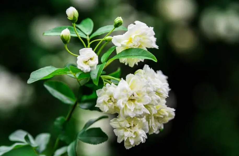 木香花开 繁花如瀑，古诗词里的木香花，花开似海，香气迷人