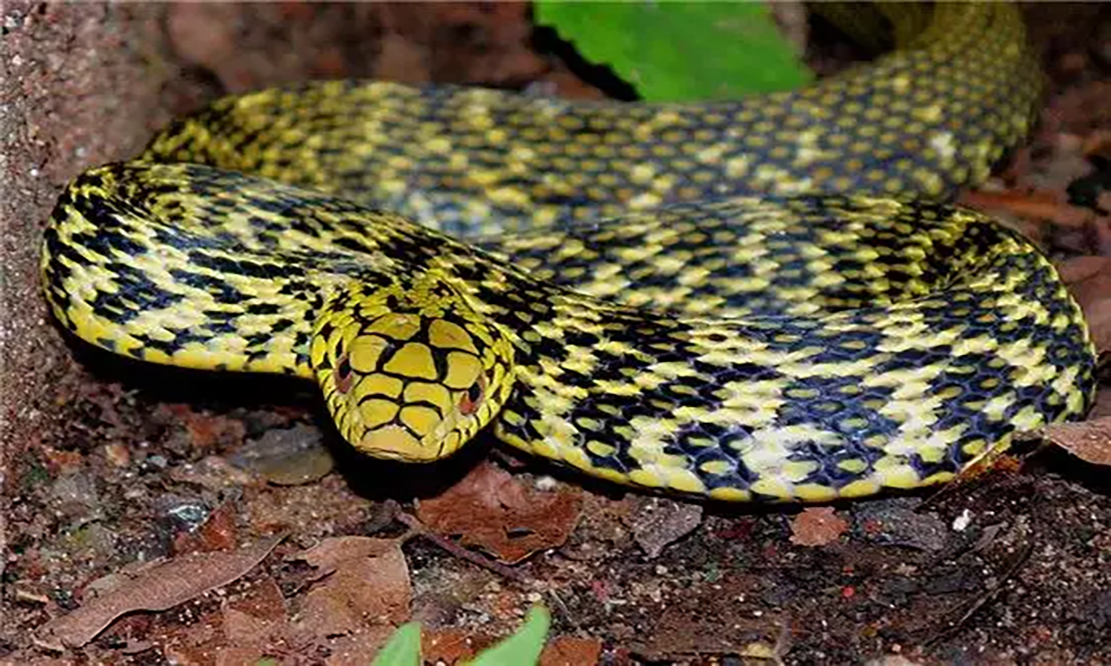 农村常见的十五种蛇类,你见过多少?它们又有着怎样的危险呢?