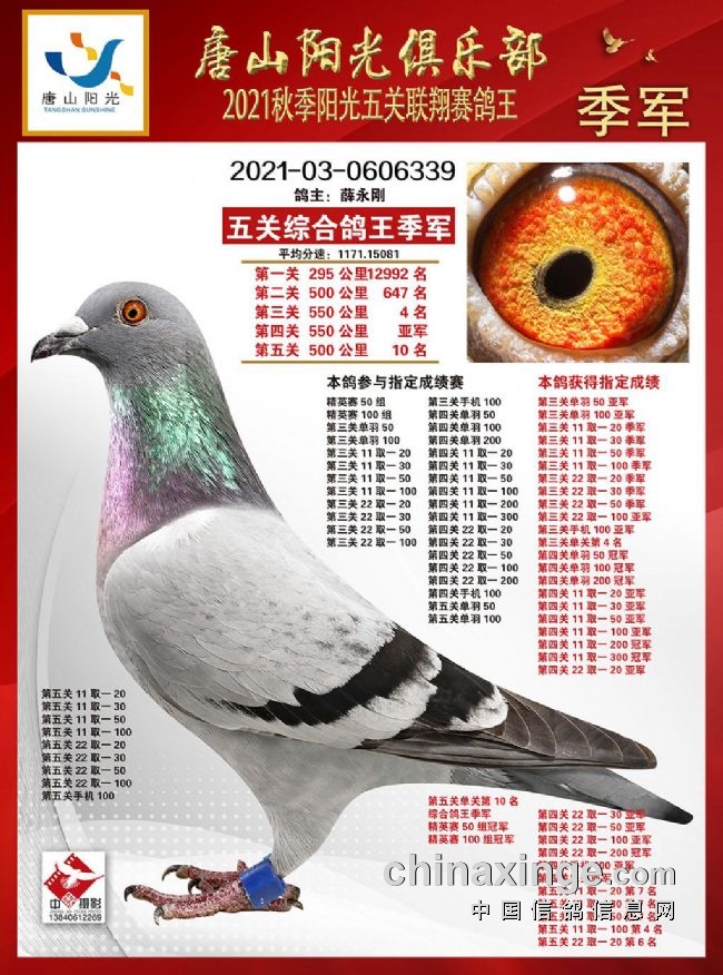 中华信鸽信息网各地公棚中华信鸽信息网各地公棚翔羽俱乐部