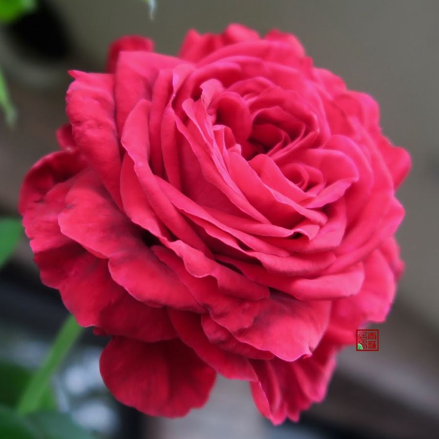 名贵月季品种(12种大花月季浓香抗性好个个都是精品)