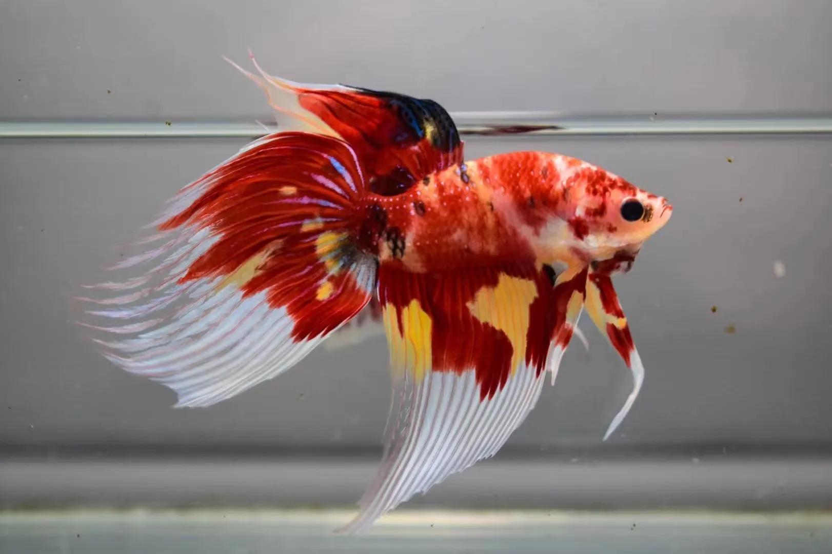 泰国斗鱼品种简介马尾斗鱼