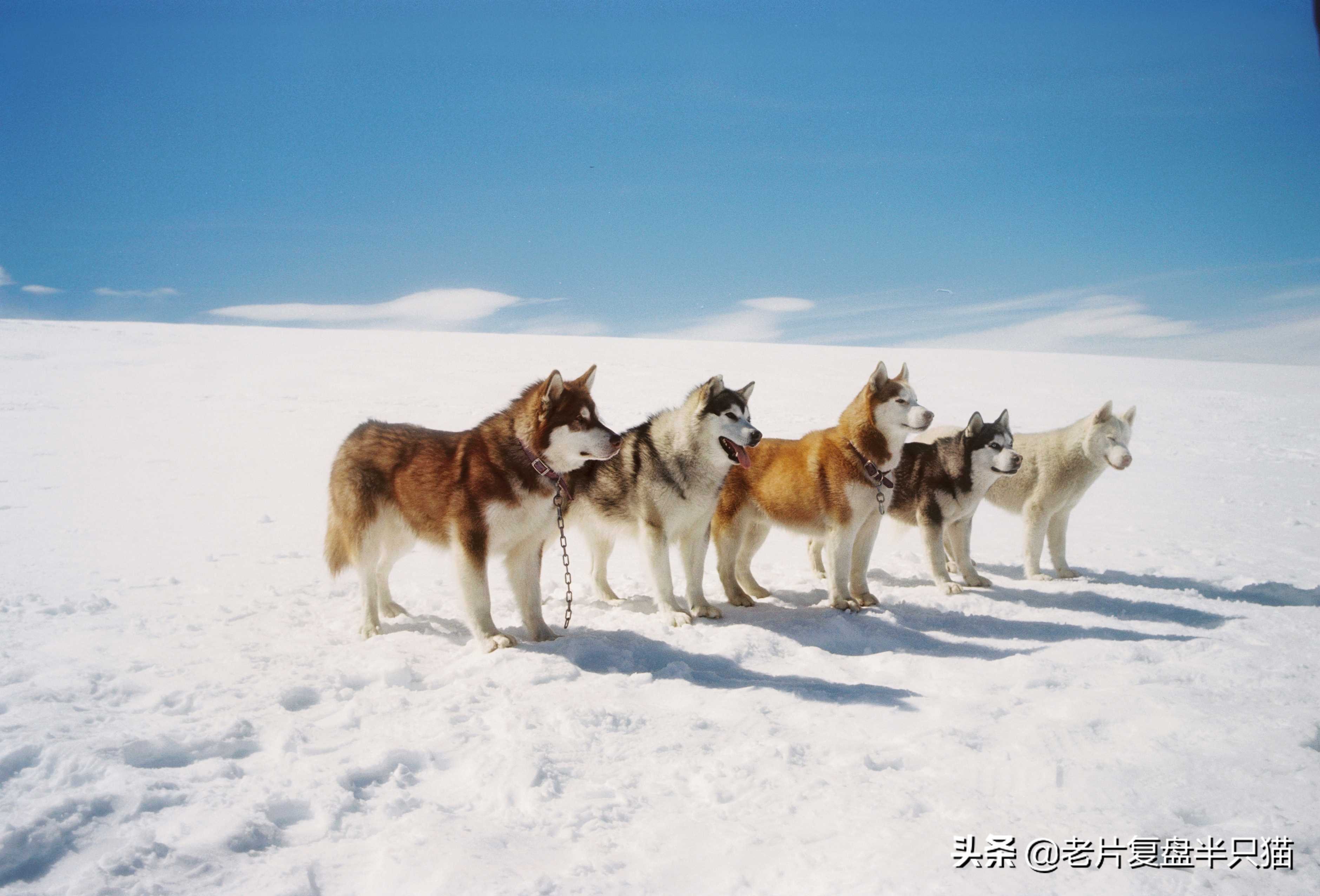 北京奥运会的电影有哪些(10部“冰雪”相关的电影，跟“冬奥会”更配哦)