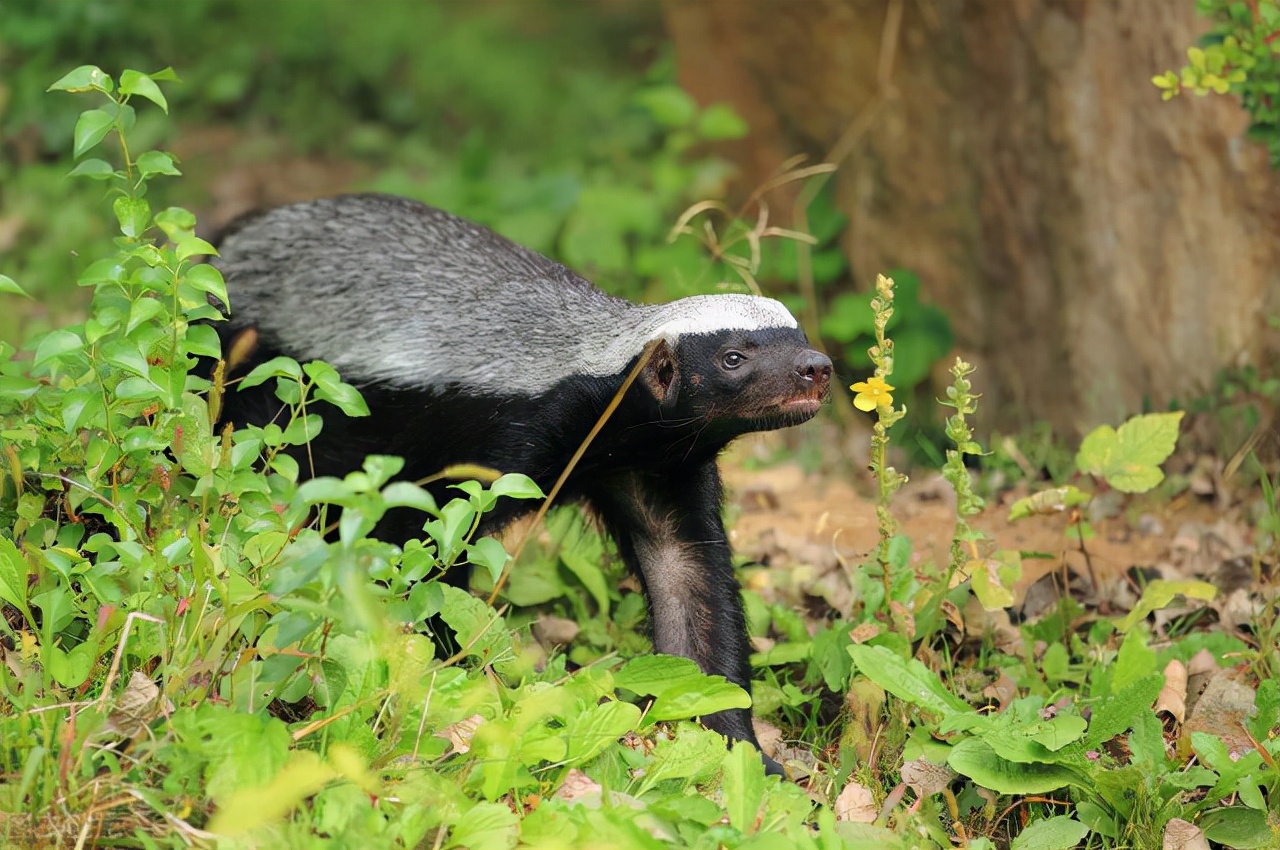 愣头青般的蜜獾,其实它的强悍,从小就注定的了