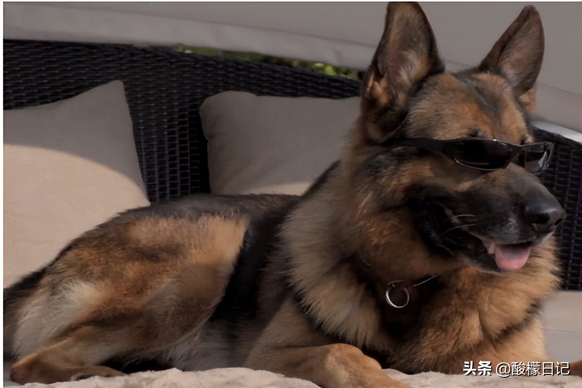 赵本山儿子花260万买狗不算什么，看看世界上最有钱的狗身价20亿