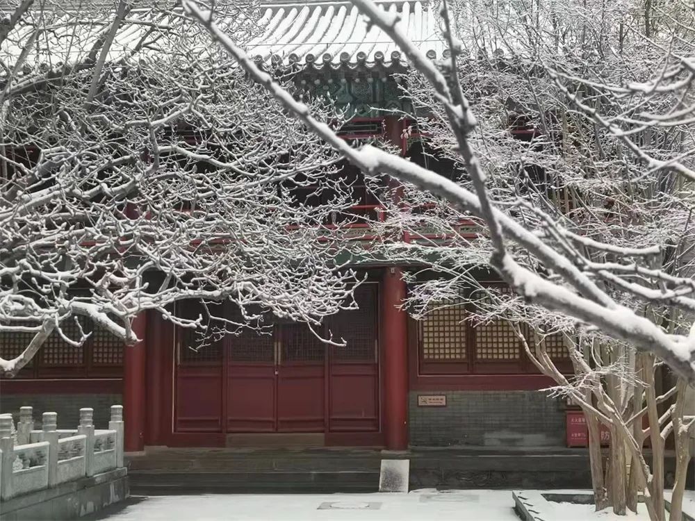 当春花遇上春雪，看京城别样的诗意与浪漫~