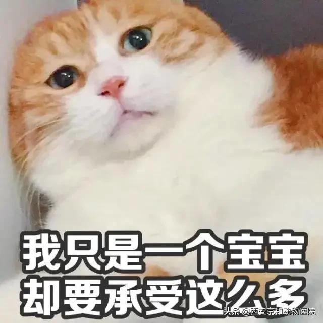 母猫不绝育可能频繁发情、健康受损，绝育有助延长寿命，科学养宠建议适时绝育。