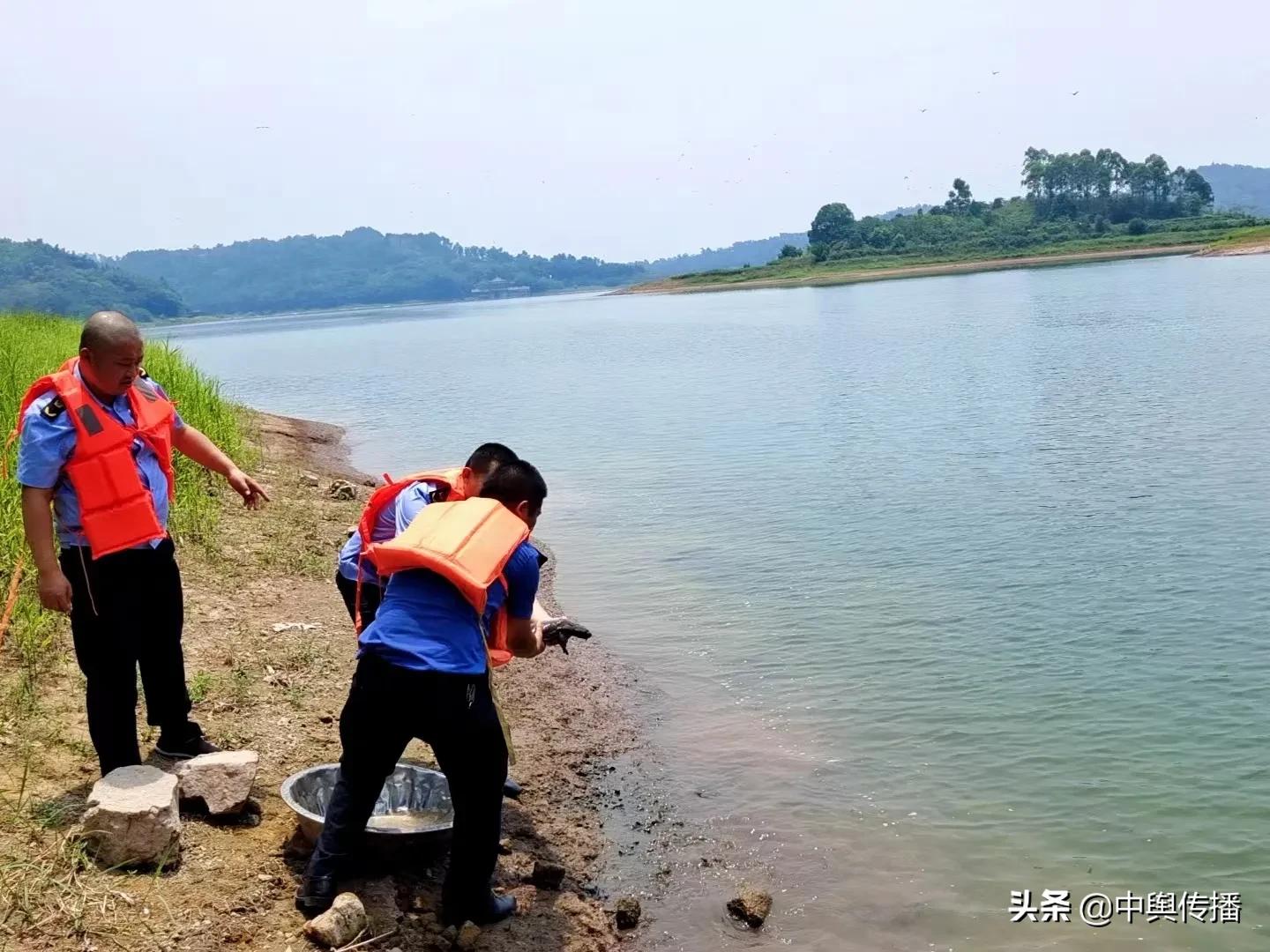 隆昌河惊现野生娃娃鱼 结局非常暖心