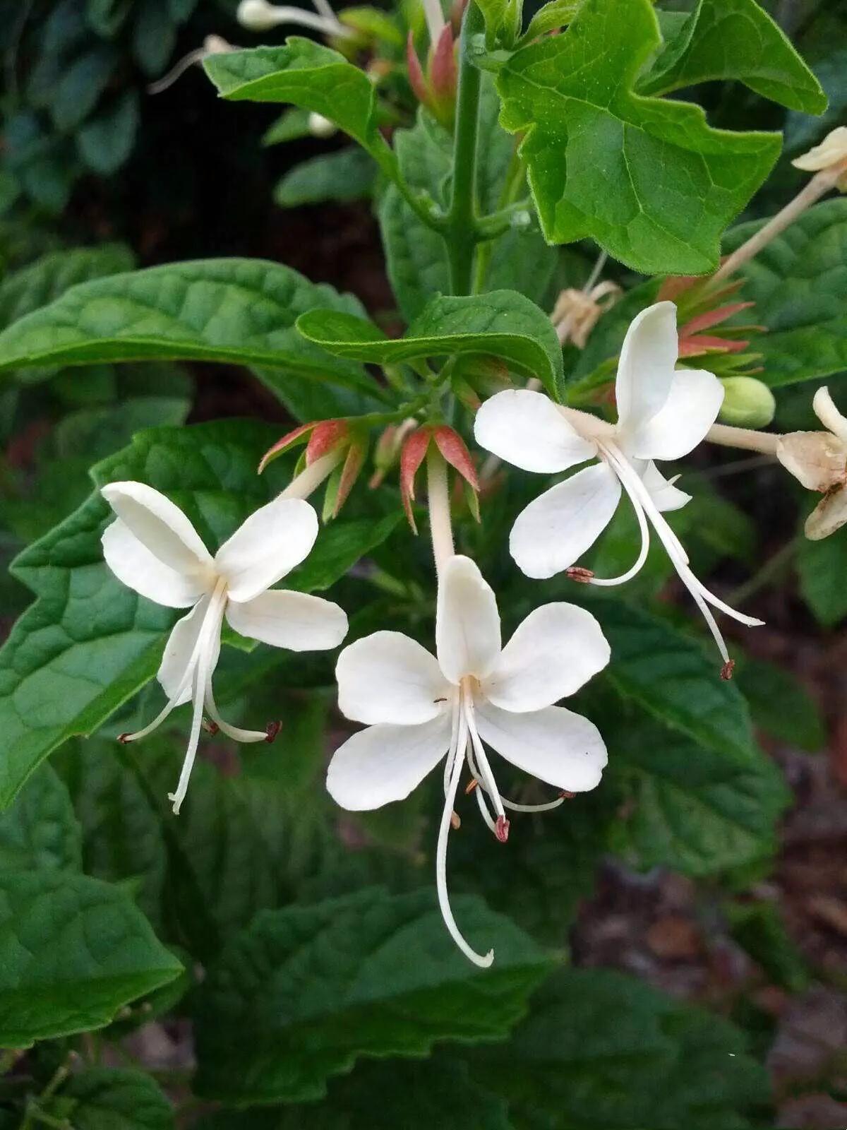 垂丝茉莉～花如蝴蝶翩翩舞，香似茉莉沁心脾