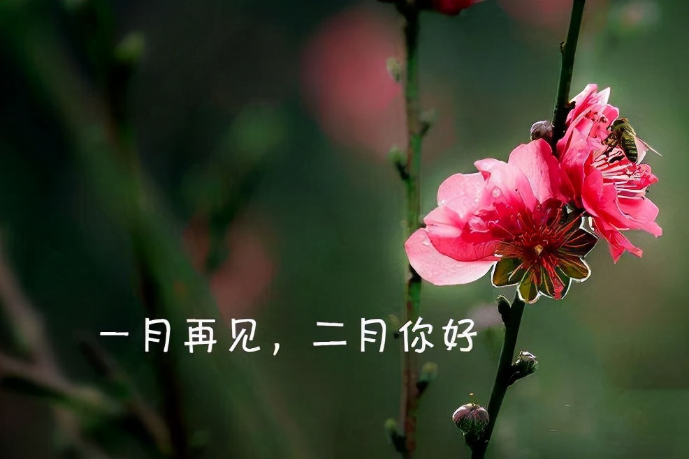 告别一月，挥手向寒冬道别；拥抱二月，满怀期待迎接春日序章。