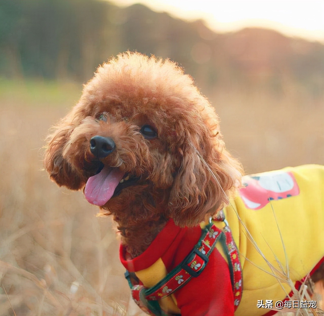 泰迪犬寿命有多长?这6种行为就是在伤害狗狗