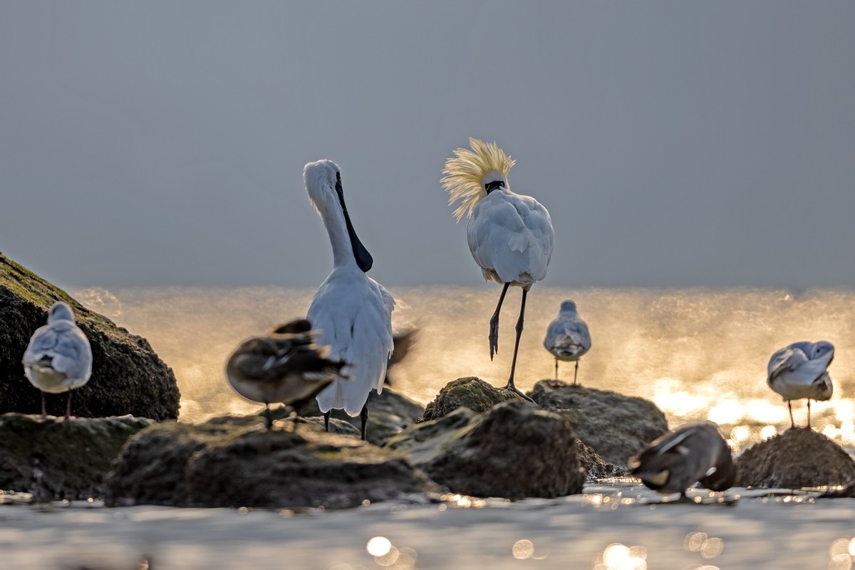 以热爱为名发现自然之美 那些野性瞬间背后的故事