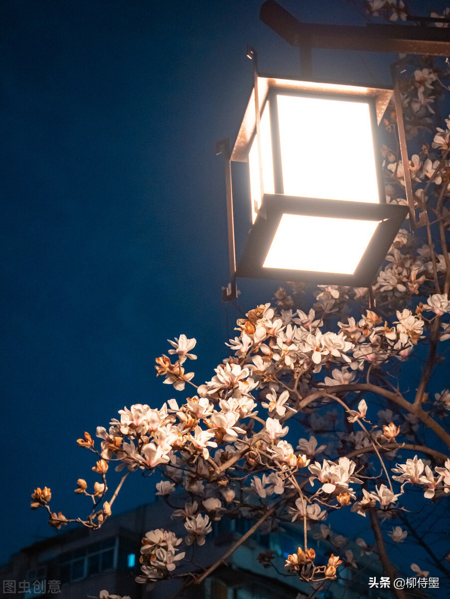 摄影新手学点“高级”的，把普通花朵拍摄出诗意美，照片更有意境