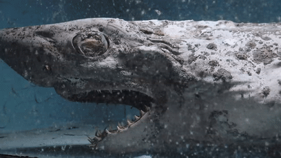 废弃水族馆惊现「僵尸」鲨鱼,恐怖片的素材又增加了