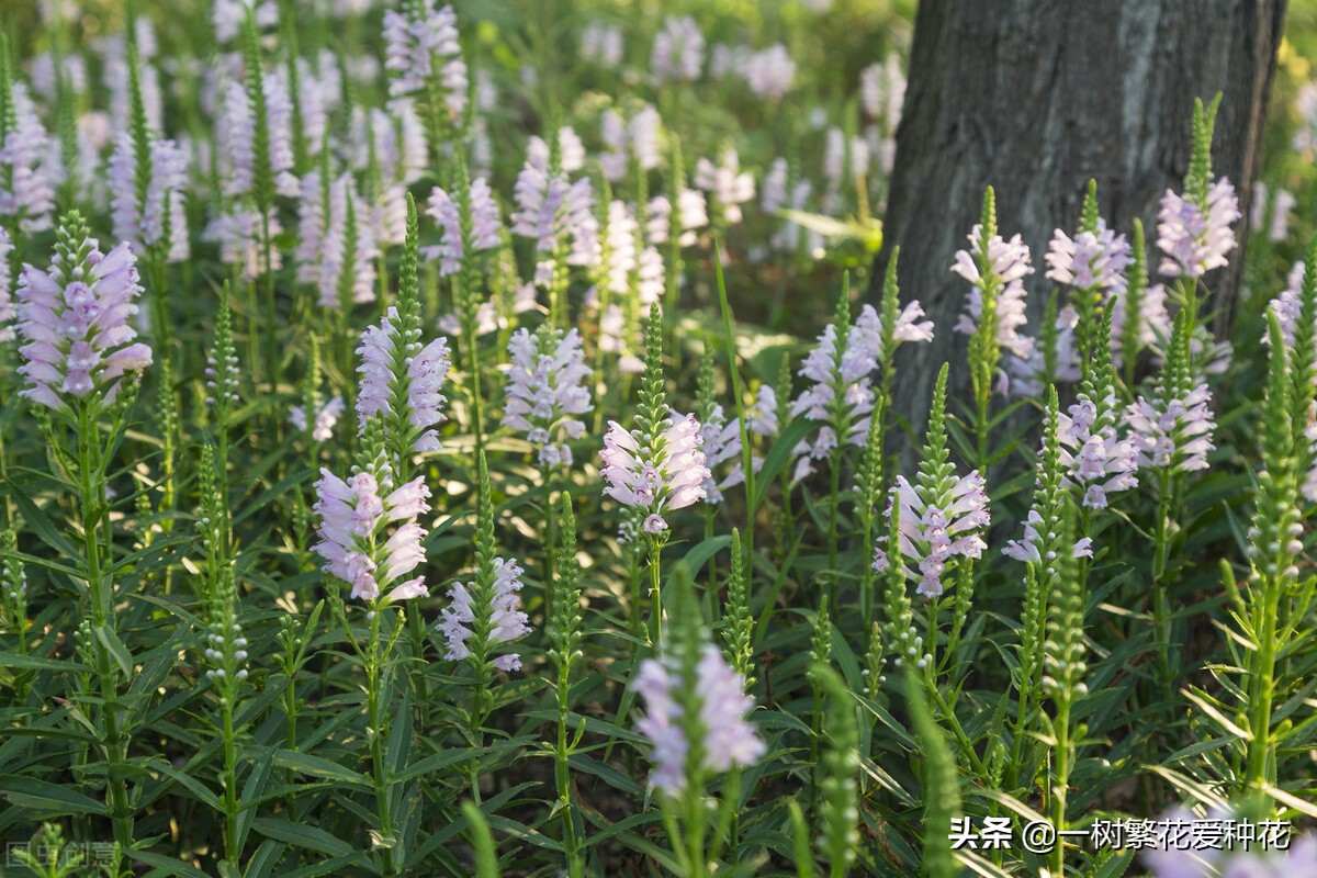 北方可以露地越冬的宿根花卉（30种不同宿根花卉盘点）