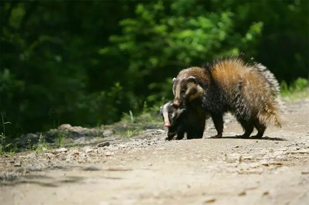 大别山一只猪獾,身像狐鼻像猪,夜晚偷土豆,还用鼻子拱土找蚯蚓