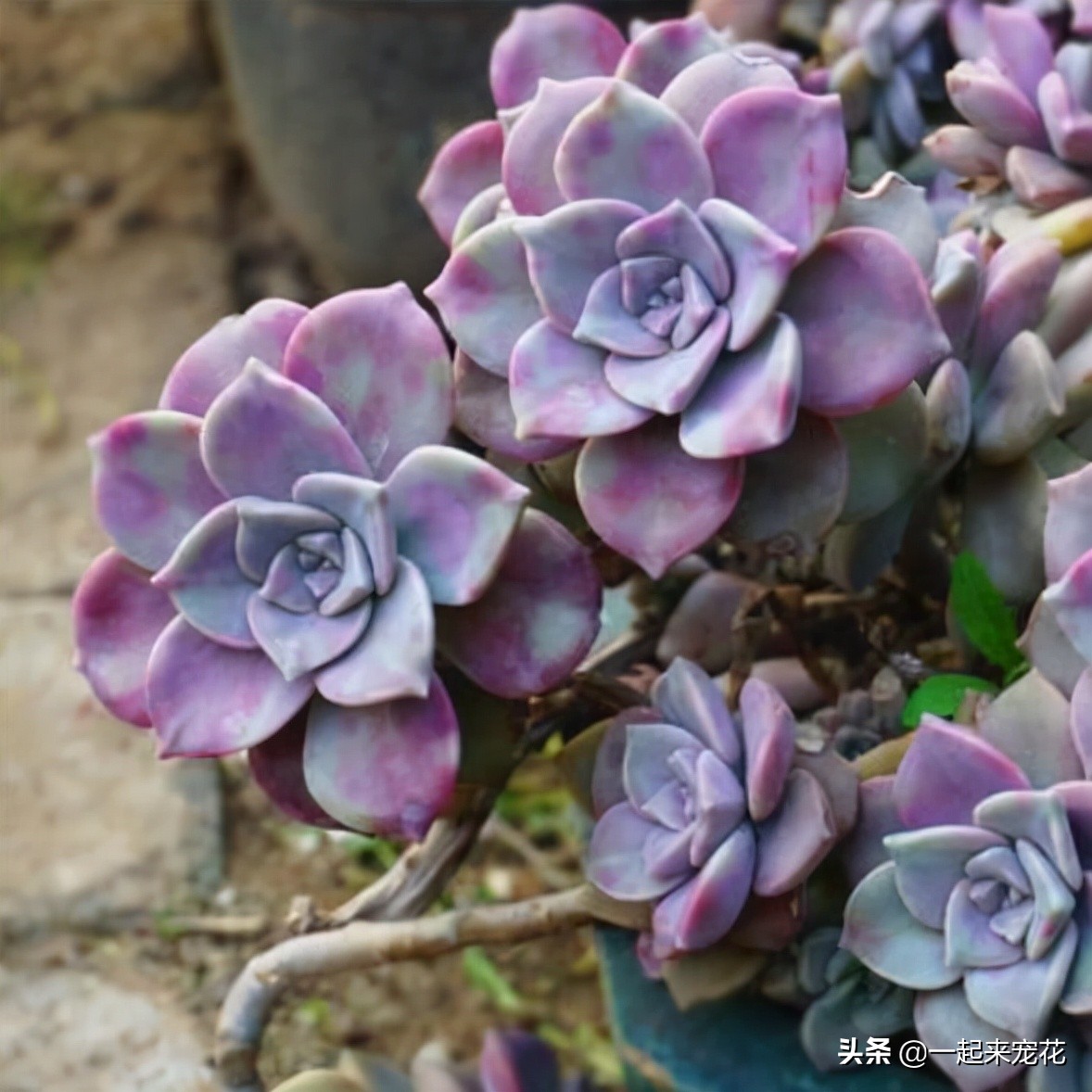 新手养盆多肉紫乐 皮实好养又耐晒 轻松养成悬崖桩 自信心满满 天天看点