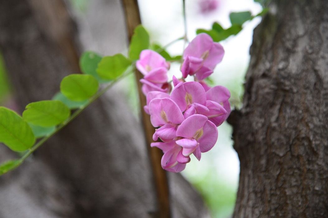 香花槐可以吃吗（教你正确区分不同颜色的香花槐）