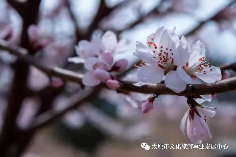 线上展览|“山河春意 锦绣太原——花的世界”主题摄影线上图片展（十一）