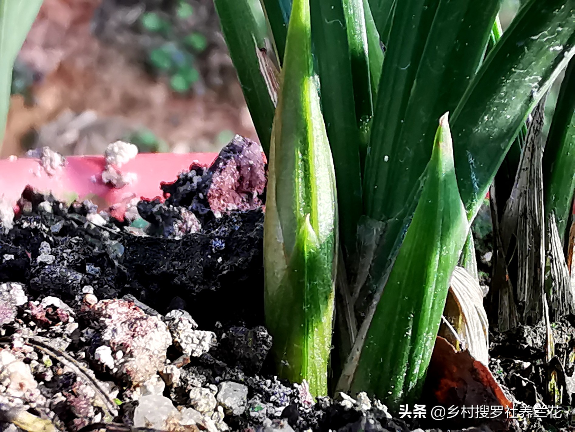 掌握3个核心数据，家里阳台养兰花，开花率不比专业兰园差