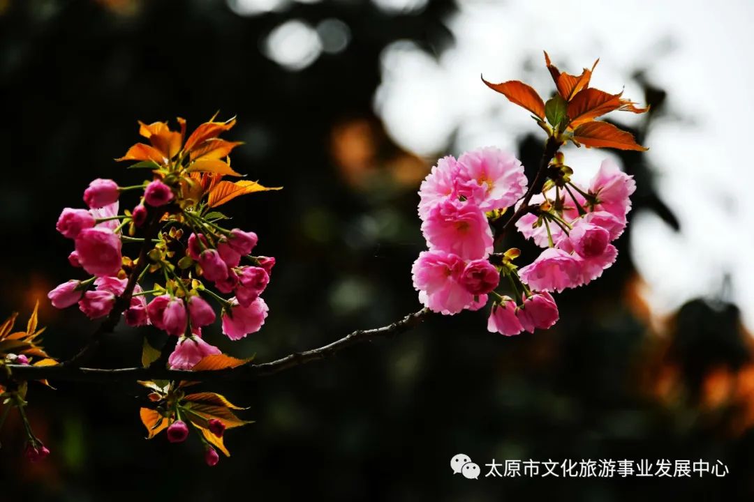 线上展览|“山河春意 锦绣太原——花的世界”主题摄影线上图片展（十）