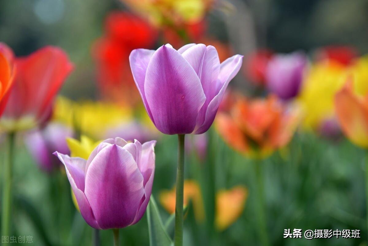 拍花6個(gè)忌諱，郁金香攝影的3個(gè)錯(cuò)誤案例，正確拍法一看就會(huì)
