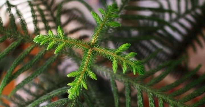 全网最火的12种高颜值绿植，杀手or圣手，就看这篇了