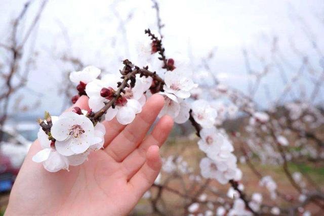 桃花的花语是什么（你几月出生就是哪种花陪着你）