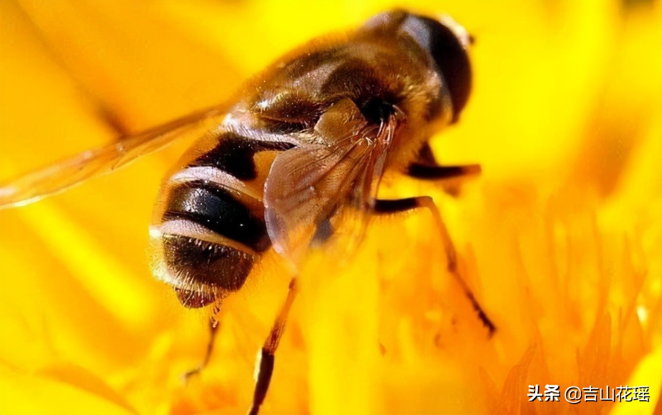 蜜蜂生活习性（蜜蜂的外形特征和习性介绍）