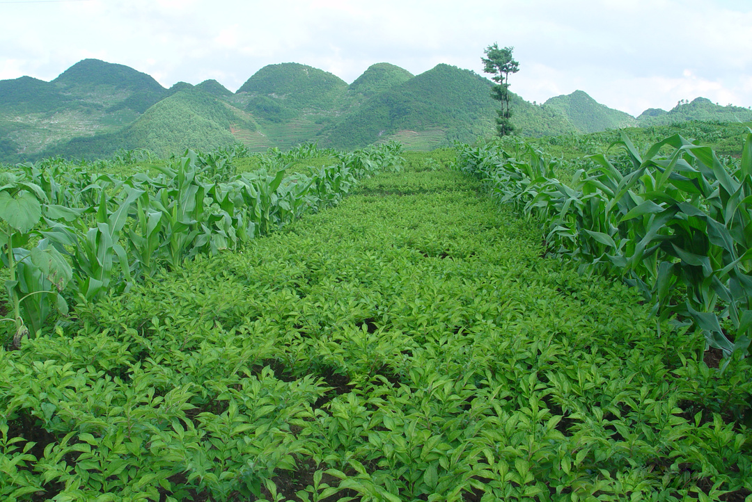 魔芋花的作用与功效(魔芋胶涂膜保鲜在果蔬中的应用) - 行就行