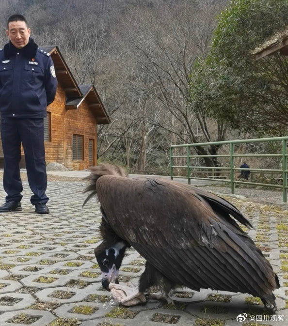 四川广元一受伤秃鹫伤好后赖着不肯走 每天还要消耗10斤肉