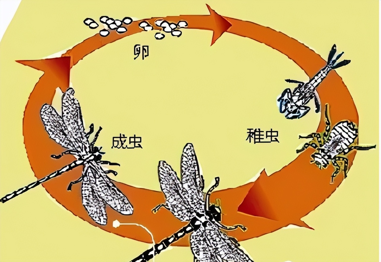 蜻蜓的幼虫水虿凶猛的猎食者异形的原型