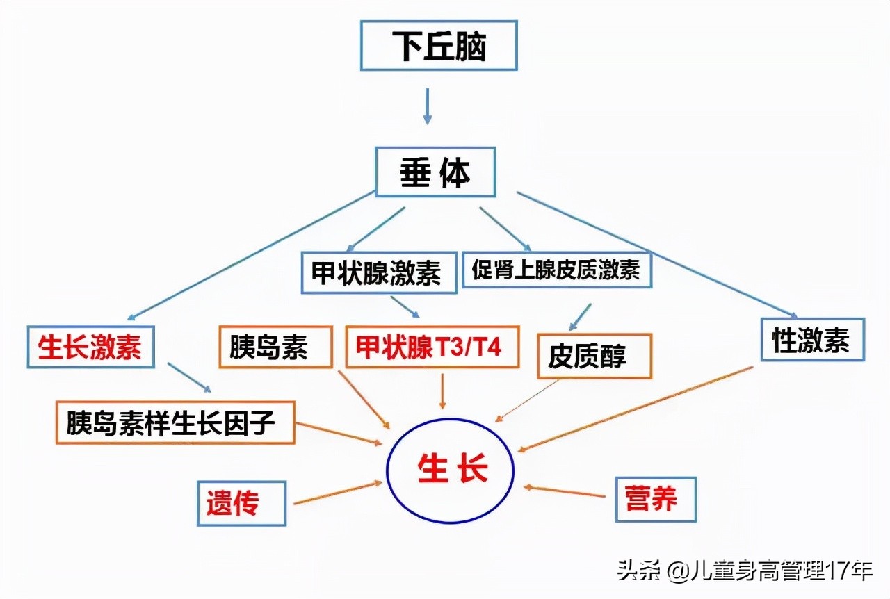 孩子身高偏矮，去医院做什么检查？不同年龄段的孩子重点不一样