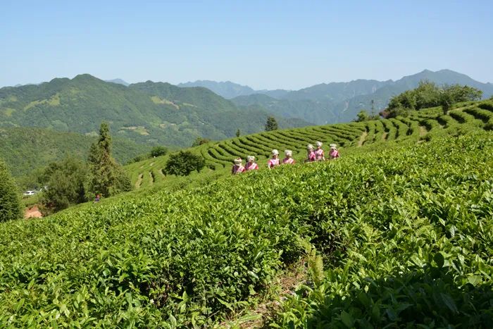 官宣！漢中市茶旅融合精品線路發(fā)布