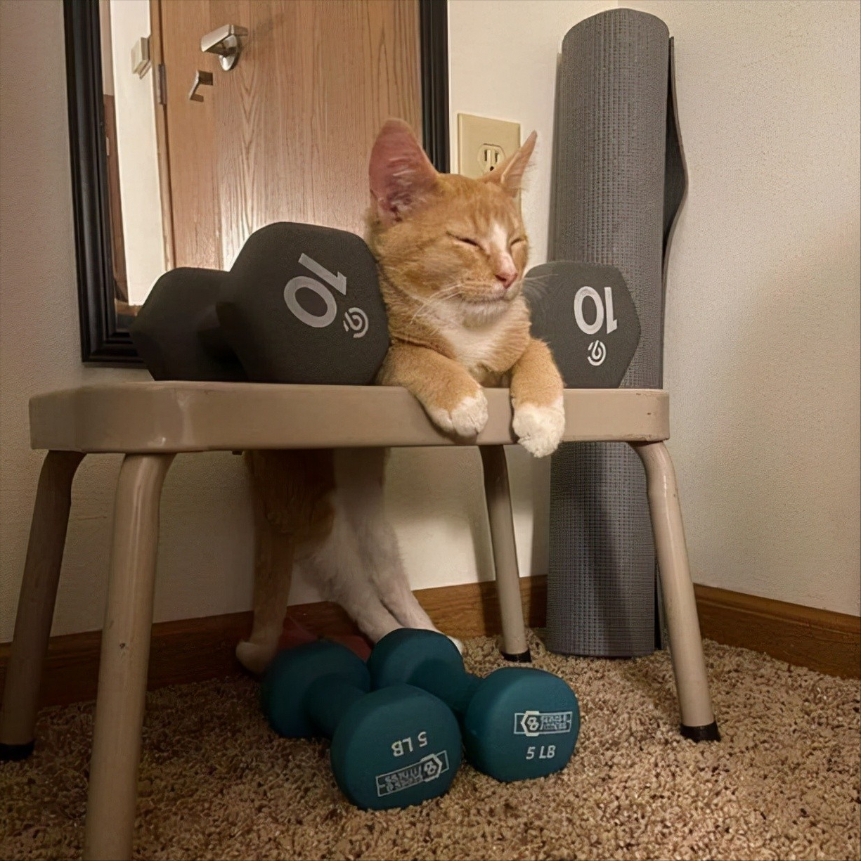 有猫的生活太精彩,赶快养只猫