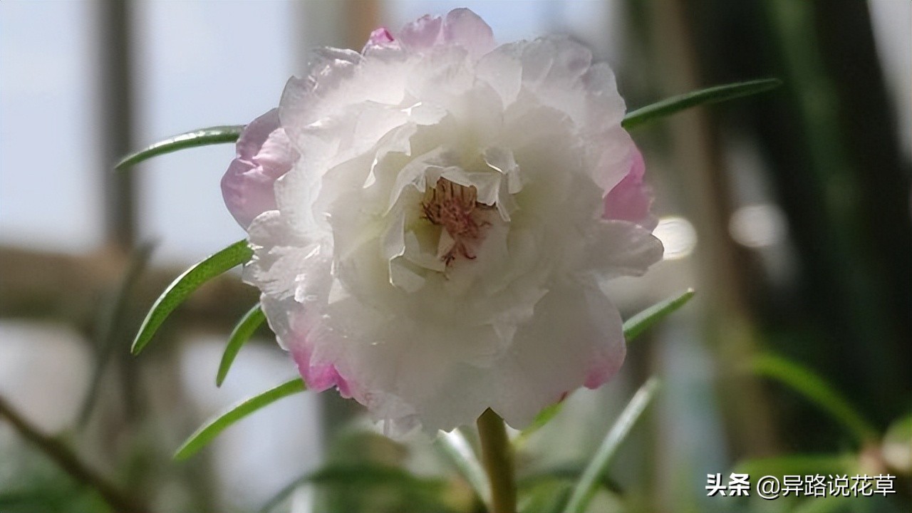 八种常见花的花语激励人心，蕴含人生哲理