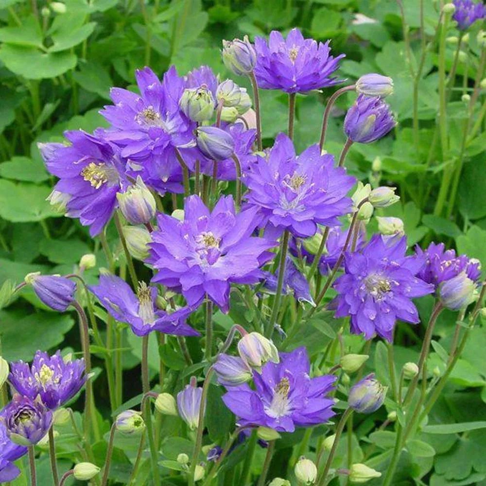 花朵美图｜温柔甜美的初吻、大丽花、耧斗菜花朵合集160张