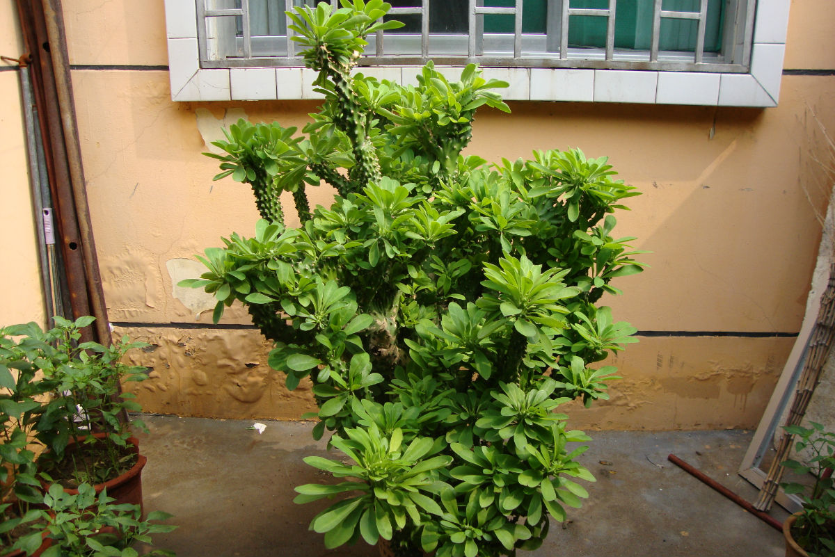 镇宅的花卉绿植有哪些（三种镇宅花一养旺家好运来）