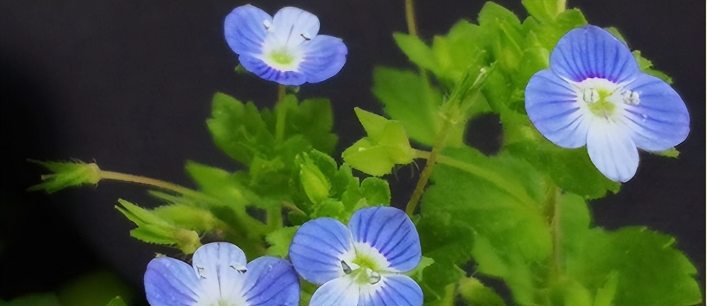 人间四月天，看我栽花种菜，便觉得流年诗意，乐此不疲了